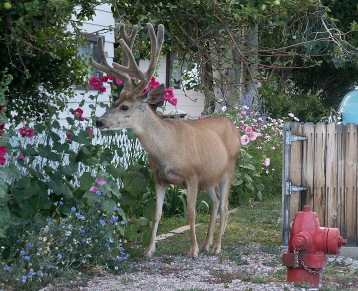 6 Deer in Buena Vista.jpg